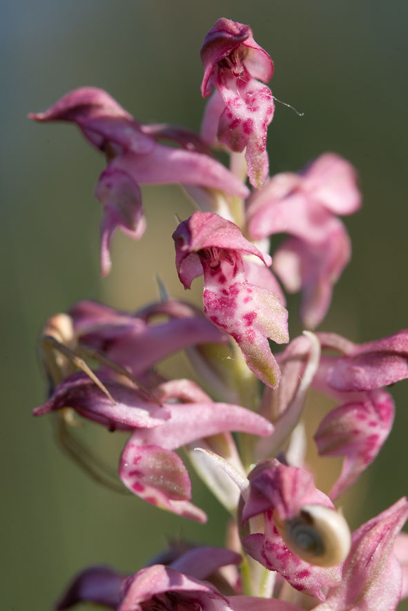 Orchis coriophora